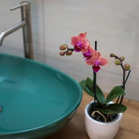 Nyaraló Casa Dafne Historical Center Wonderful Rooftop Sorrento